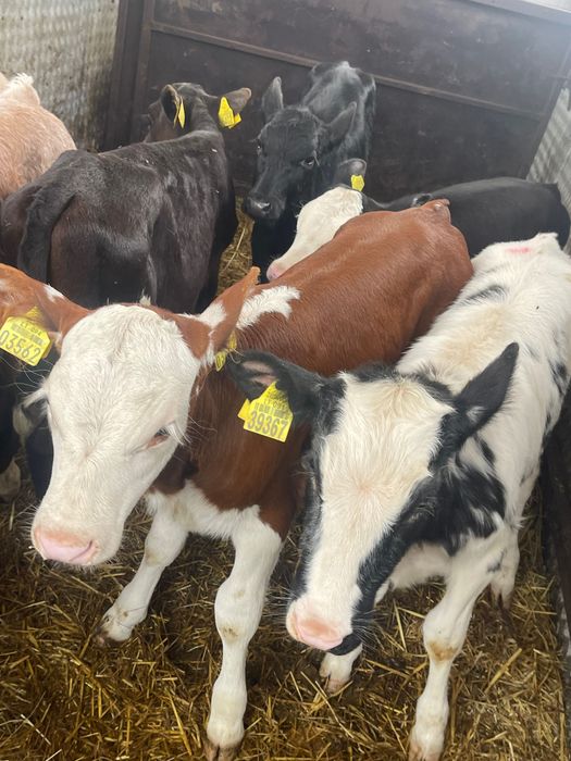 Sprzedam 10 jałówek  mięsnych pobierają siano i pasze