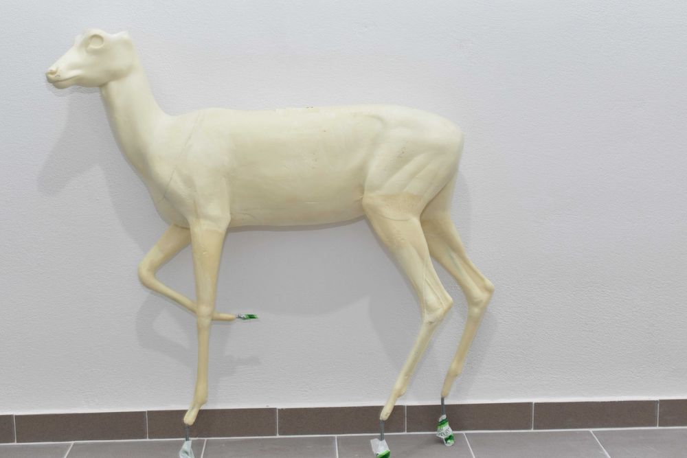 Sarna / Rogacz Preparowanie, Taxidermy, Odlew