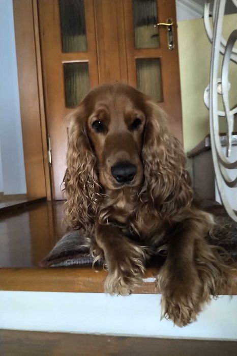 Вязка кобель Английский кокер-спаниель.