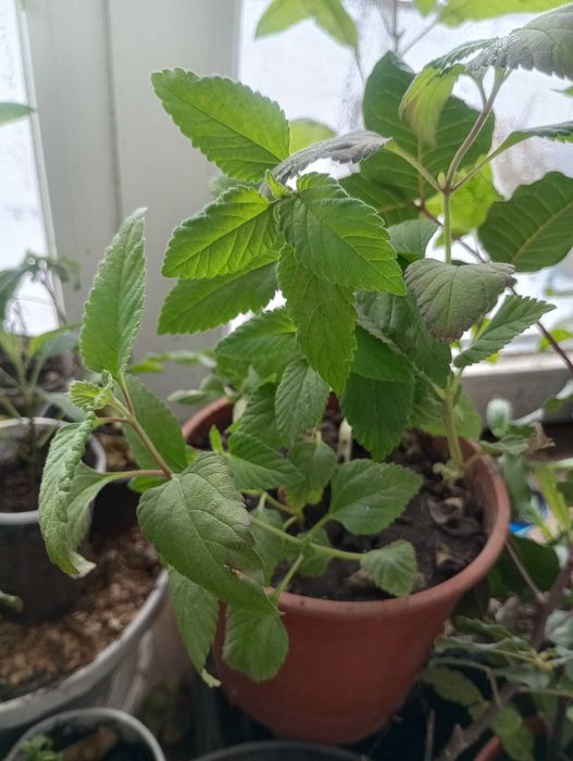 Рослини і насіння ліппії, солодкої трави ацтеків