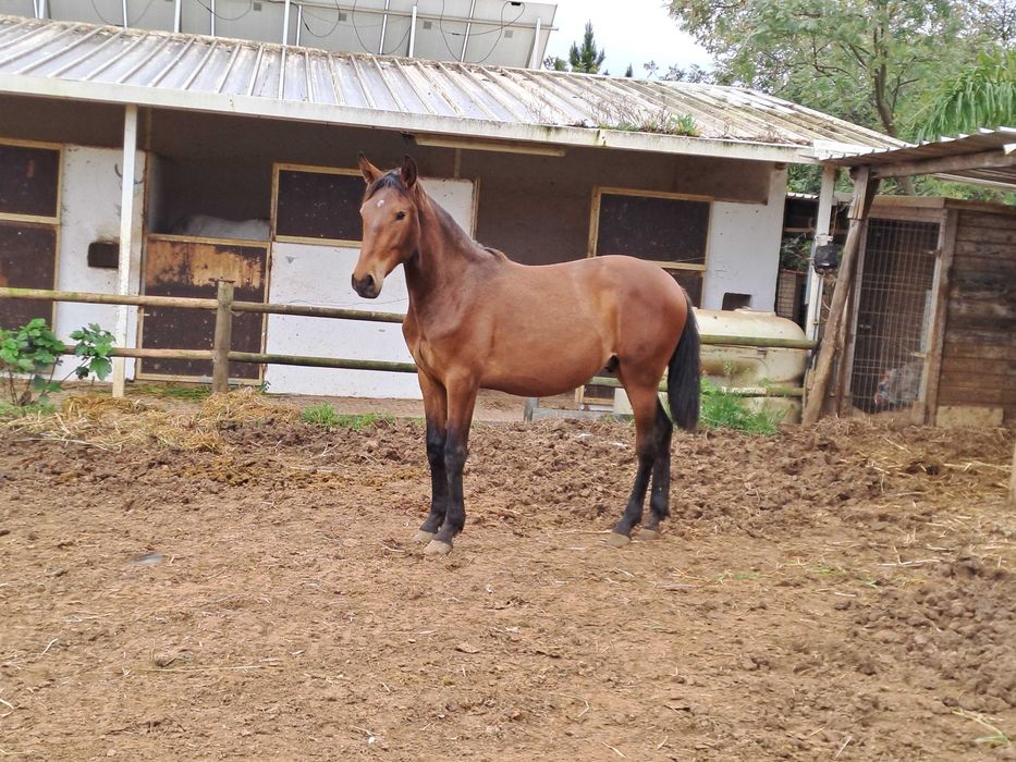 Poldro lusitano para vende