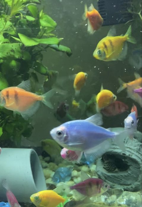 Продам дуже гарних яскравих рибок