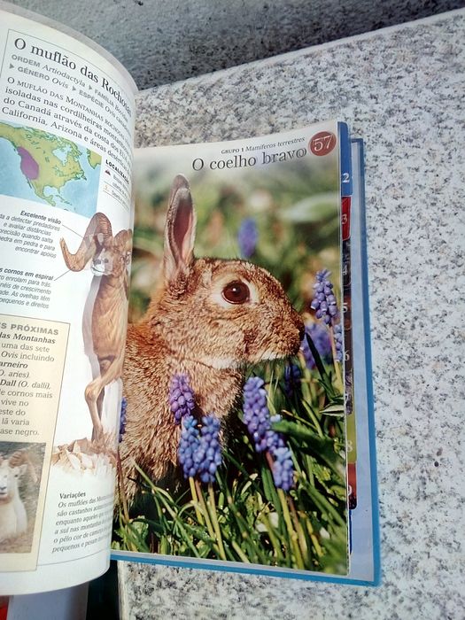 The Fantastic Animal World + Computing for Everyone from Reader's Digest Selections64730274688769122