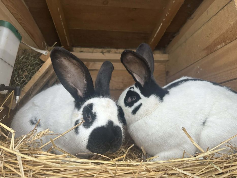 Sprzedam króliki