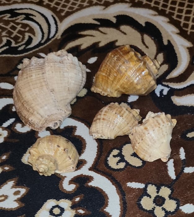 Набором коллекция ракушек с моря