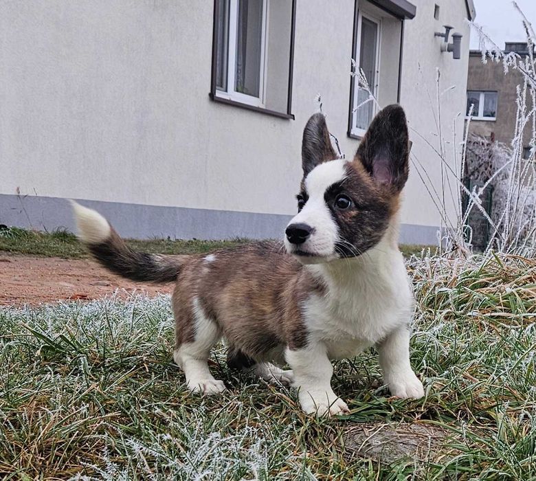 Welsh Corgi Cardigan