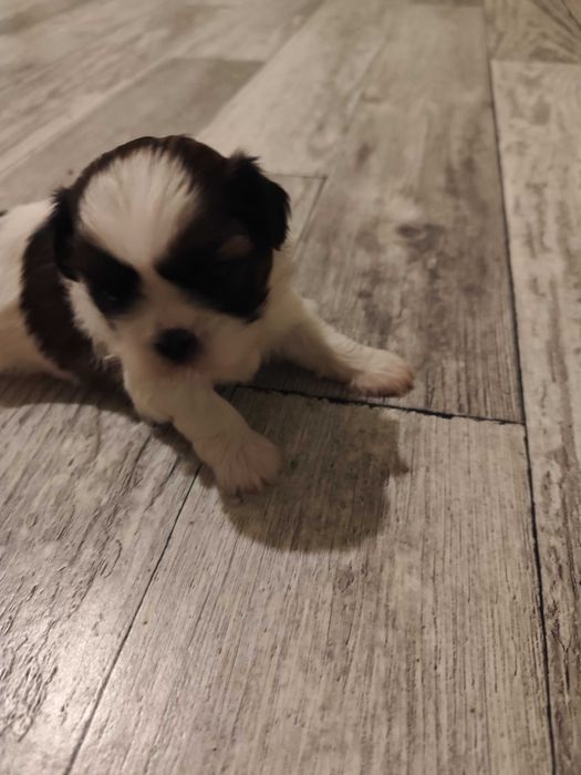 Wesoły rasowy shih tzu
