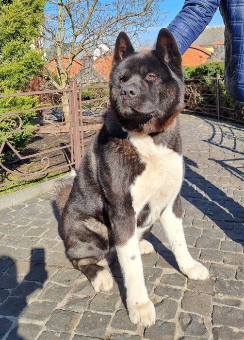 Американська акіта, кобель ,в'язка