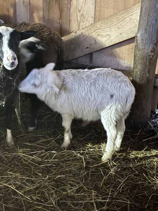 Овечки і баранчики продам