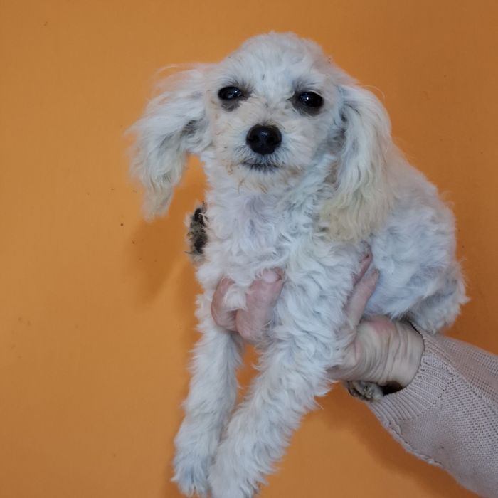 Maltipoo śliczny piesk