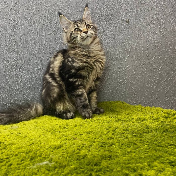 Мэйн-Кун котята, питомник