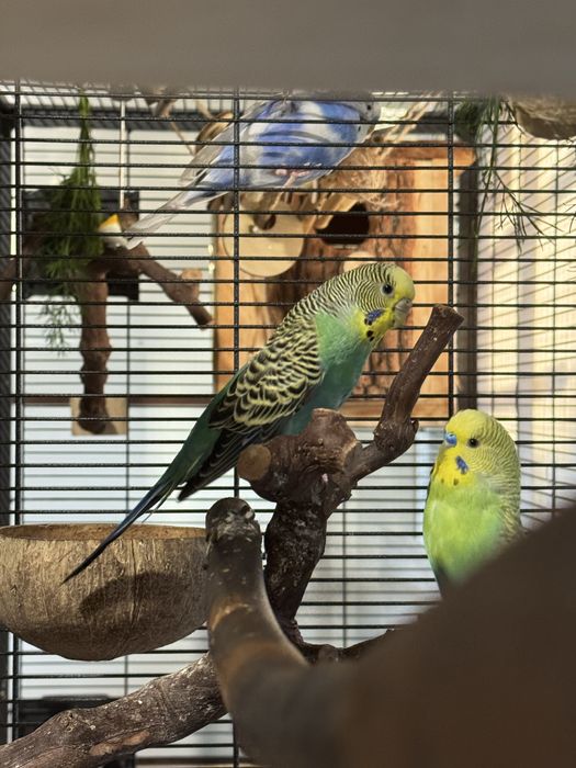 Teczowe papugi faliste oswojone