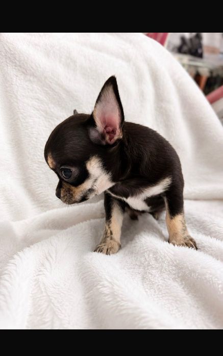 Chihuahua miniatura pelo curto