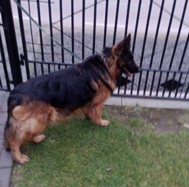 Suka zaszczeniona Owczarek Niemiecki