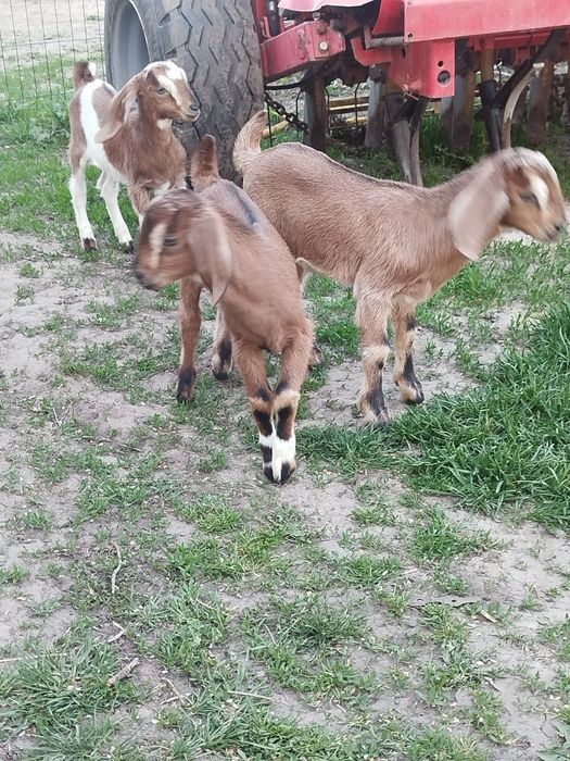 Продам англо-нубійських козликів