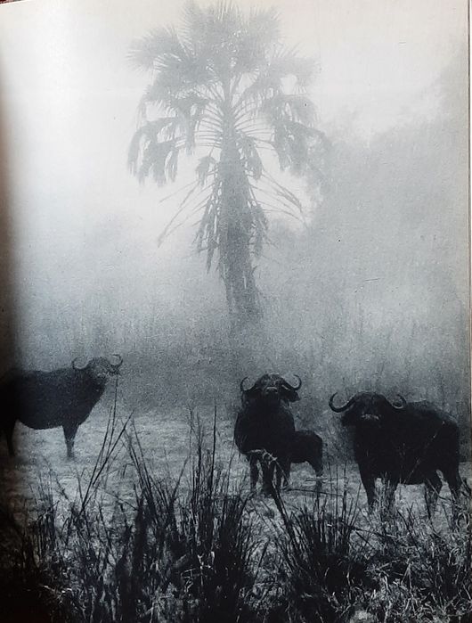 Santuario bravio - Moçambique Gorongosa Safaris