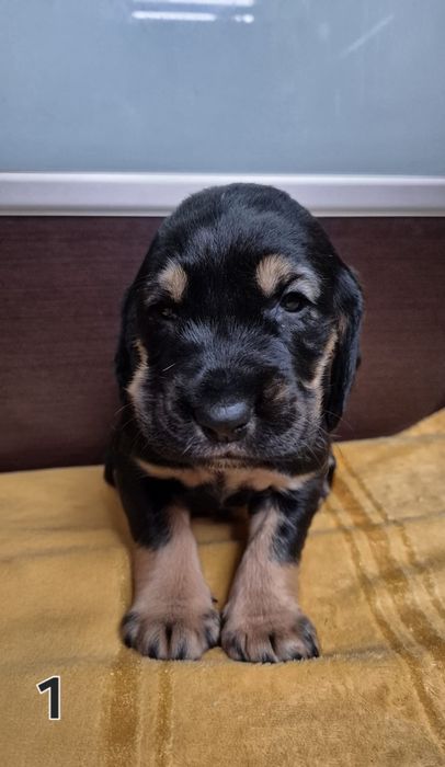 Szczenięta Cocker Spaniel angielski mix – 5 piesków i 1 suczka