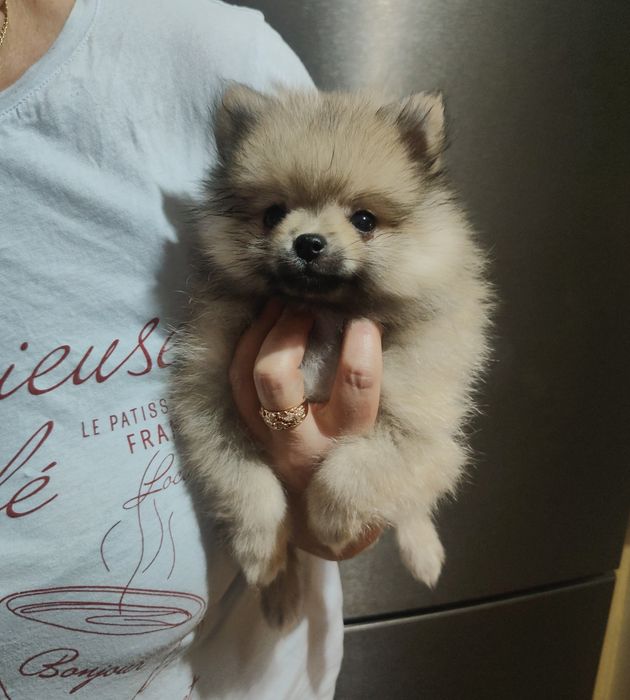 Mikrusek bardzo malutki szpic miniaturowy/ pomeranian XXS