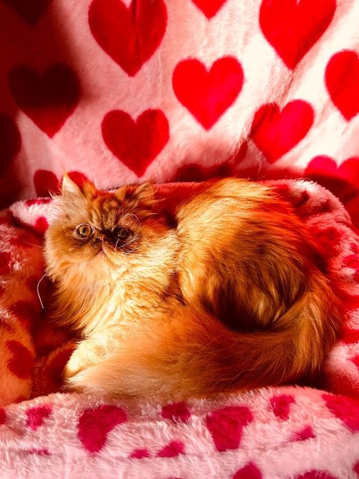 Słodki Garfield perski, kotek, kot, pers, persy, perskie, perska