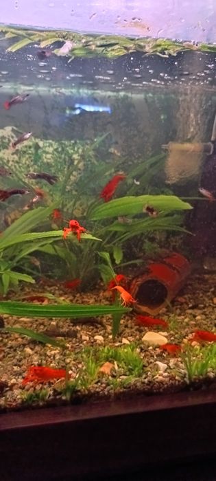 Каліфорнійські раки