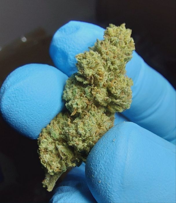 1kg Biomasa CBD Bubblegum susz techniczny