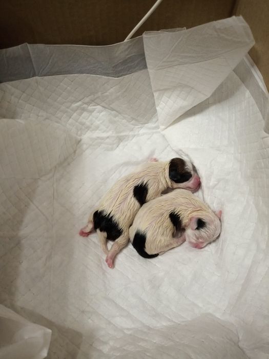 Мини мальчик чихуахуа, продам