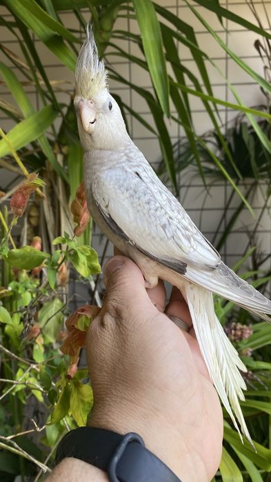 Caturra  Domesticada -( excecional )