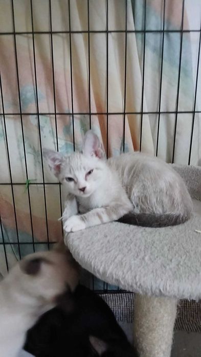 Gato bebé para adoção consciente