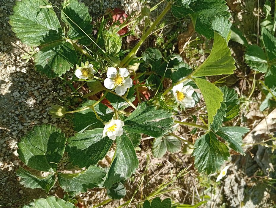 Pés de morangueiros