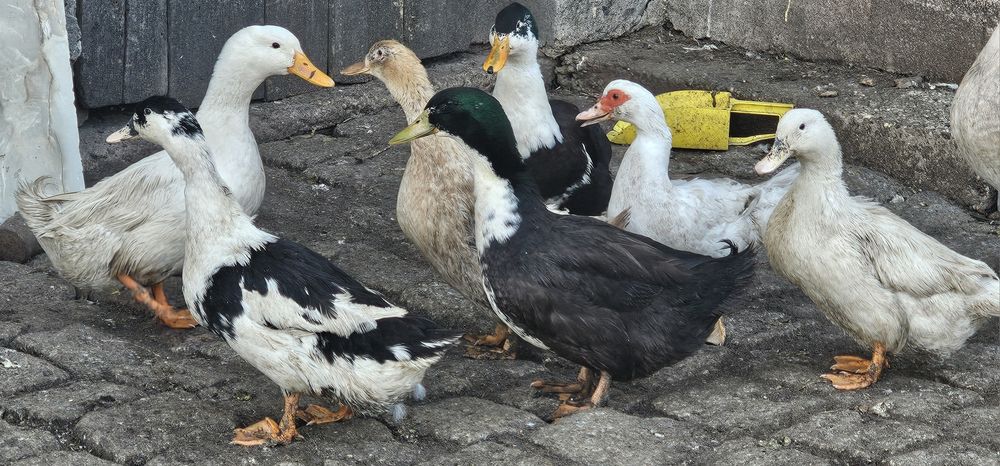 Kaczki śnieżne, staropolskie mieszanka ostatnie sztuki, niosą jaja!