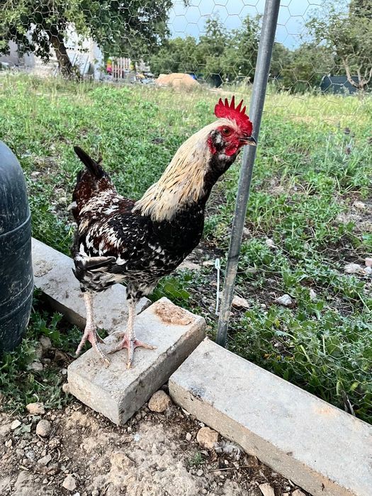 Troco ou vendo galos por galinhas poedeiras