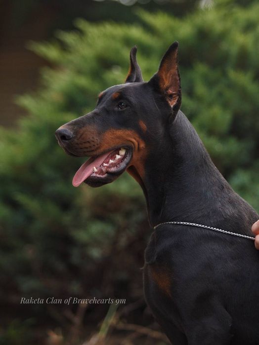 Чарівна дівчинка