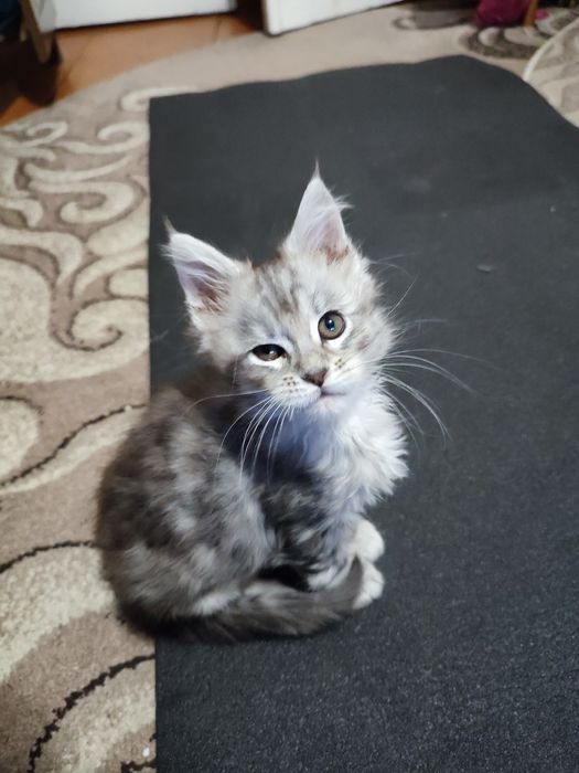 Кошенята Мейн-куна