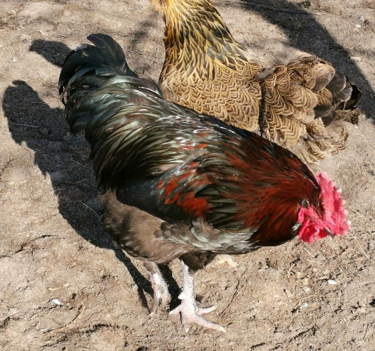 Kogut mix marans