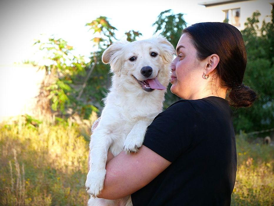 Біла маленька собачка в добрі руки