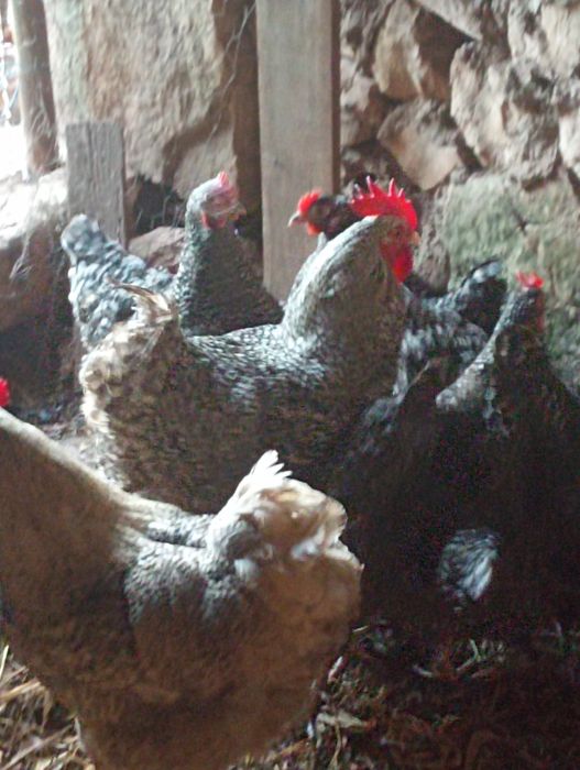 vendo ovos de galinhas malines