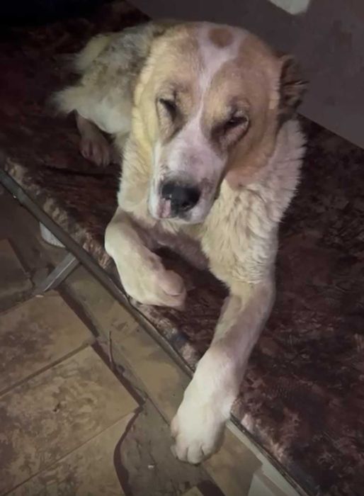 Дівчинка алабай з зони бойових дій