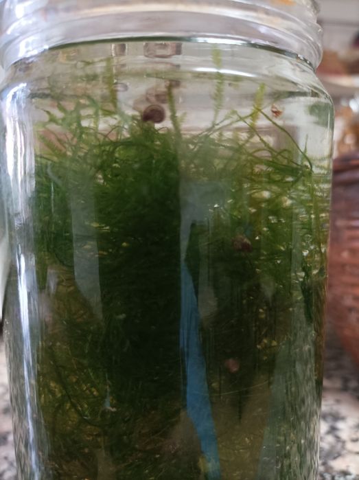 plantas e  musgo de java para aquario