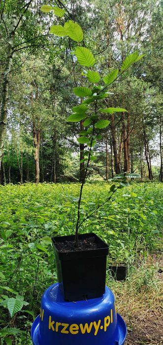 Grab na żywopłot. Sadzonki grabu, graby carpinus betulus na żywopłoty.