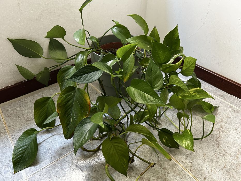 Potos colgante - 60 cm, com vaso cerámico