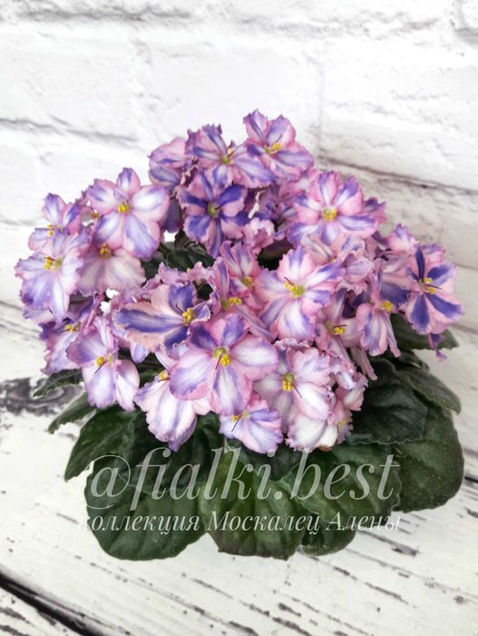 Фіалки химери міні та стандарти