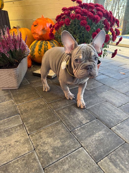 Buldog Francuski dziewczynka Lilac tan