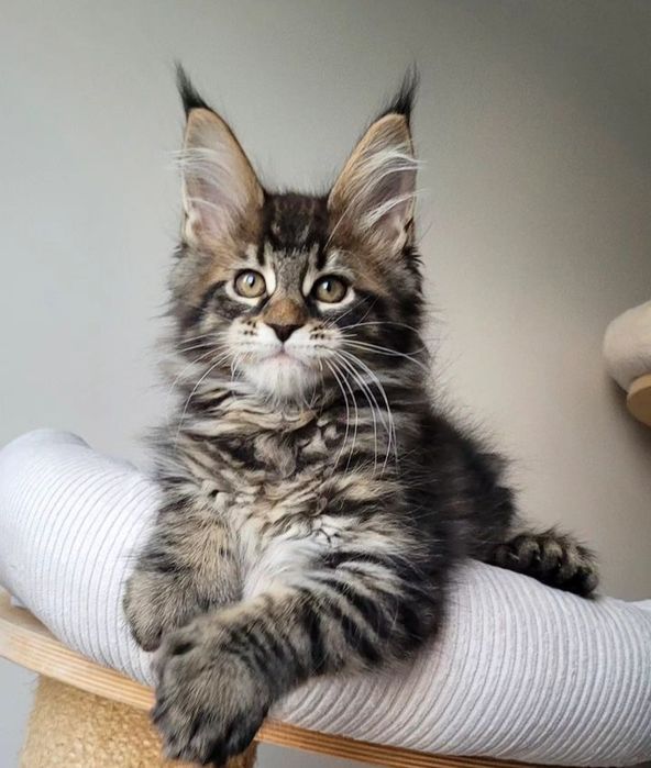 Кошенята, дівчата і хлопчики мейнкун