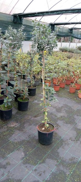 Cedros Leyland/Metrosideros Bom Preço