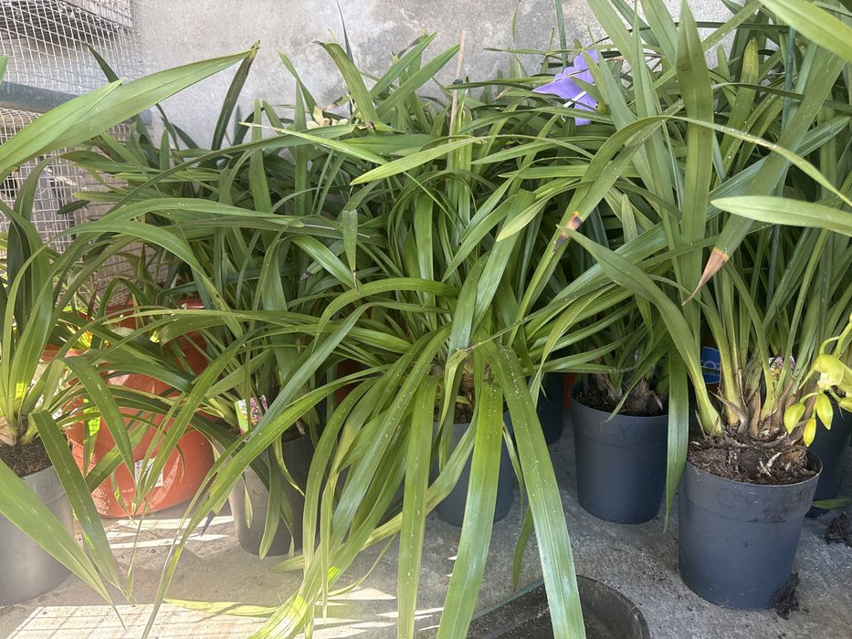 Orquideas terrestres e aéreas