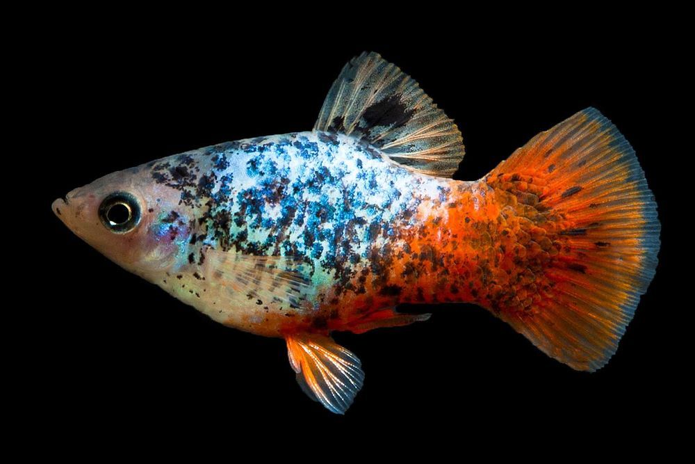 Zmienniak plamisty - Platynka - ODMIANA RAINBOW CALICO - dowóz