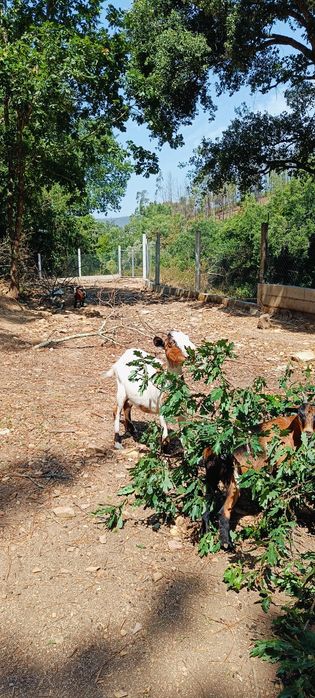 Cabra (Óptima para limpeza de terreno)