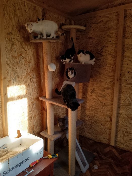 Коти, тварини, безкоштовно