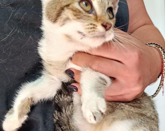 Kotka KLARA  szuka domku!