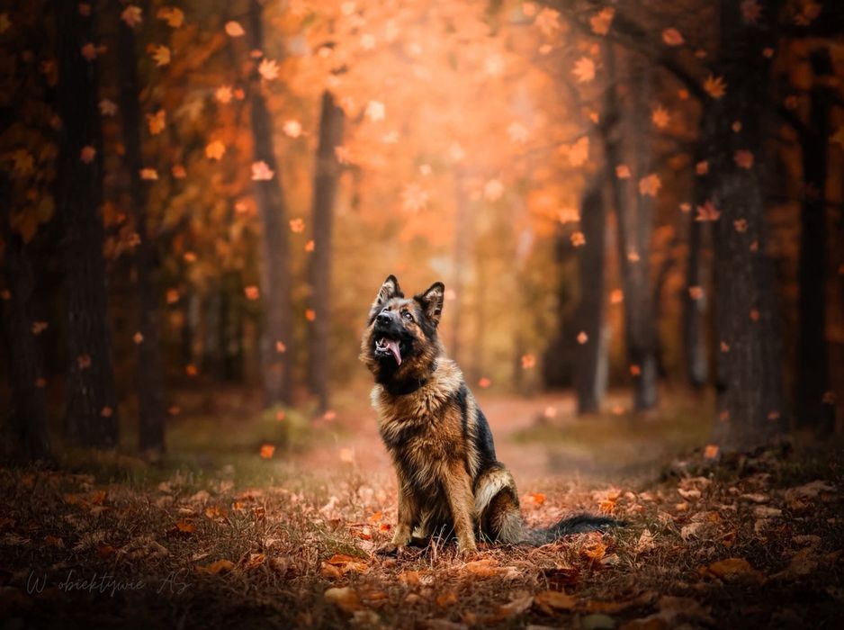 Cudowna Łyski szuka domu!!